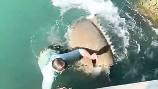 Kid jumps off the jetti to release GIANT Goliath grouper