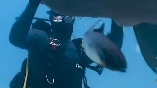 Curious tiger shark gets turned on its head by shark handler at Tiger Beach, Bahamas