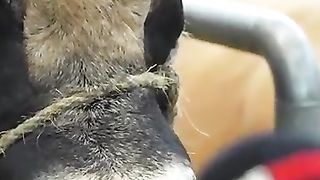 JoJo à l'apéro