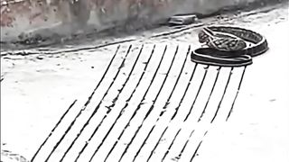 Cat vs. Snake