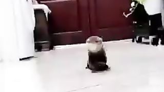 Loutre et lui