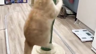 Funny cats