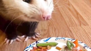 Feeding a pet possum