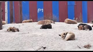 street dogs