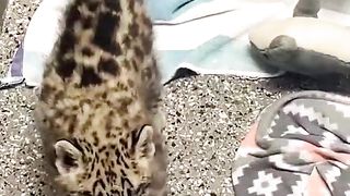 Sounds made by snow leopard cubs