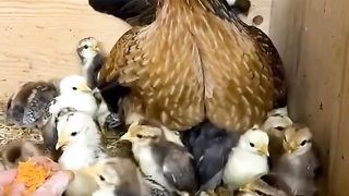 Chicks