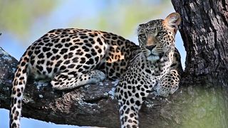 Leopard