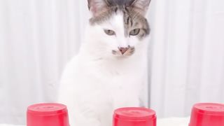 Shegegist; smart cat ????