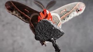 Close up with a Cecropia Moth