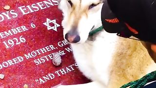 So touching, dog sobs for their owners