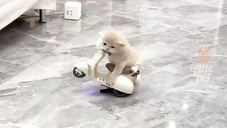 kitty