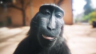 4K MONKEY