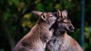 Kangaroos cuddle