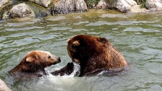 Bears in Water