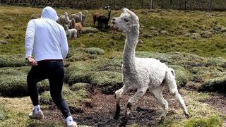 FUNNY Pet Fails ???? 20 Minutes - BEST Animal Compilation