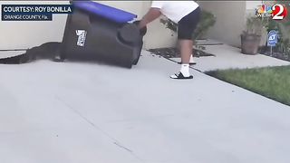 Watch out for crocodile...