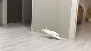 Подборка приколов с попугаем