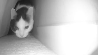 mrrp mrrp meow mrrp meow.