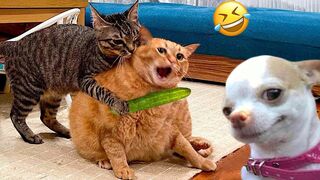 Funniest Cats And Dogs Videos ???? - Best Funny Animal Videos 2024 ????