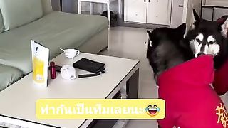 Good talent