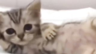 Funny cat video with song