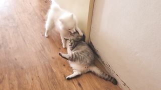 Кот и собака дерутся а потом спят вместе.