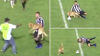 #Footballmatch #dogplayfootball #Who can save Chinese football  Ball Dog: You guys are not as good at playing as me, so let me do it