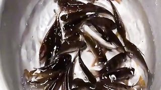 Eating raw fish in china