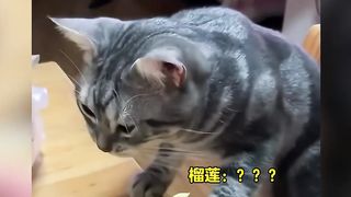 宠物解说：榴莲对于猫咪来说，真的臭吗？