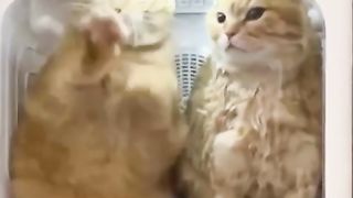 Коты