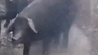 The pig stuck out its tongue ????????????