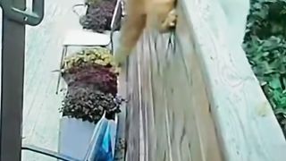 猫：看好了，我只演示一遍！！
