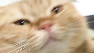 Chipi Chipi Chapa chapa
