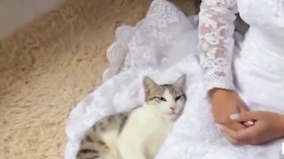 cat clinging to bride