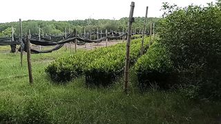 "Serenity Haven: Exploring the Mystique of the Mangrove Sanctuary"