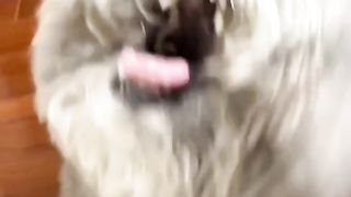 Funny dog