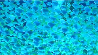 beautiful fishs