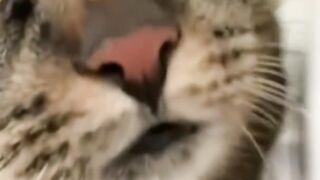 funny kitty attacked by duck | cat duck fighting video | fun lover |funny video