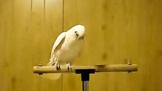 Bird Dance