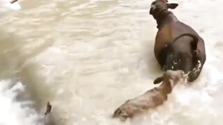 A calf in storm | success story | fight till success | lesson learning
