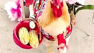 Desi murga kibbutz funny vidoeo