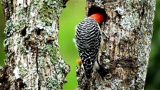 Bird short video ❣️