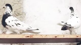 35 walay Pigeons