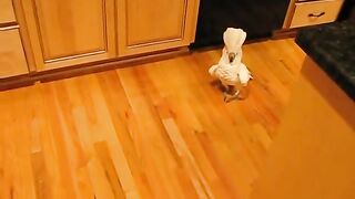 Angry white parrot