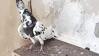 Ali Walay Kabootar