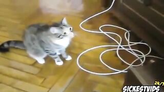 Top 10 cats funny videos Compilation