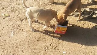 Dog kids playing