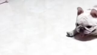 Cachorro