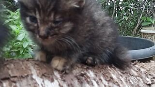 Two baby Cats so funny