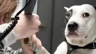 Funny Dog Video